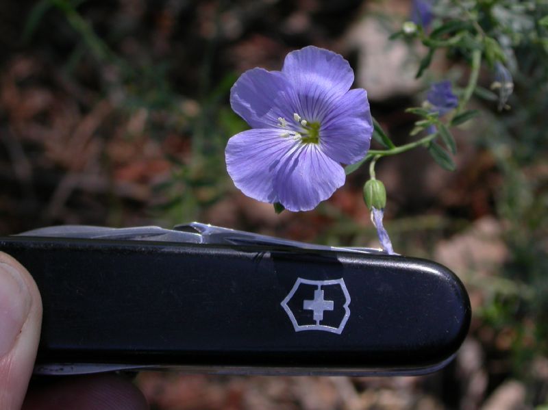 Linaceae Linum lewisii