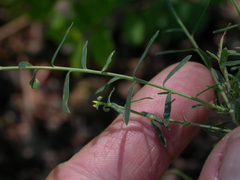 Linaceae Linum lewisii