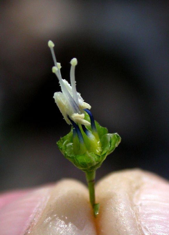 Linaceae Linum lewisii