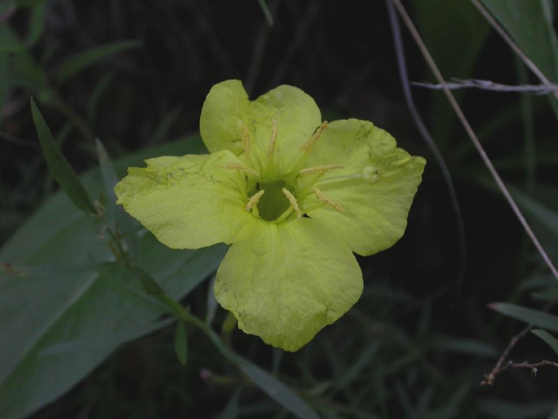 Onagraceae Oenothera toumeyi