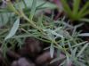 image of Oenothera toumeyi