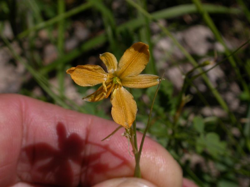 Asparagaceae Anthericum torreyi