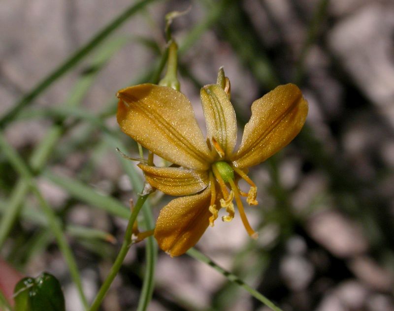 Asparagaceae Anthericum torreyi