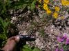 image of Oenothera hexandra