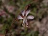 image of Oenothera hexandra