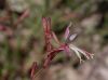 image of Oenothera hexandra