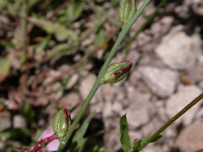 Onagraceae Oenothera hexandra