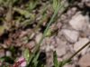 image of Oenothera hexandra