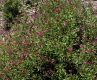 image of Salvia lemmoni