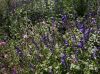 image of Salvia arizonica