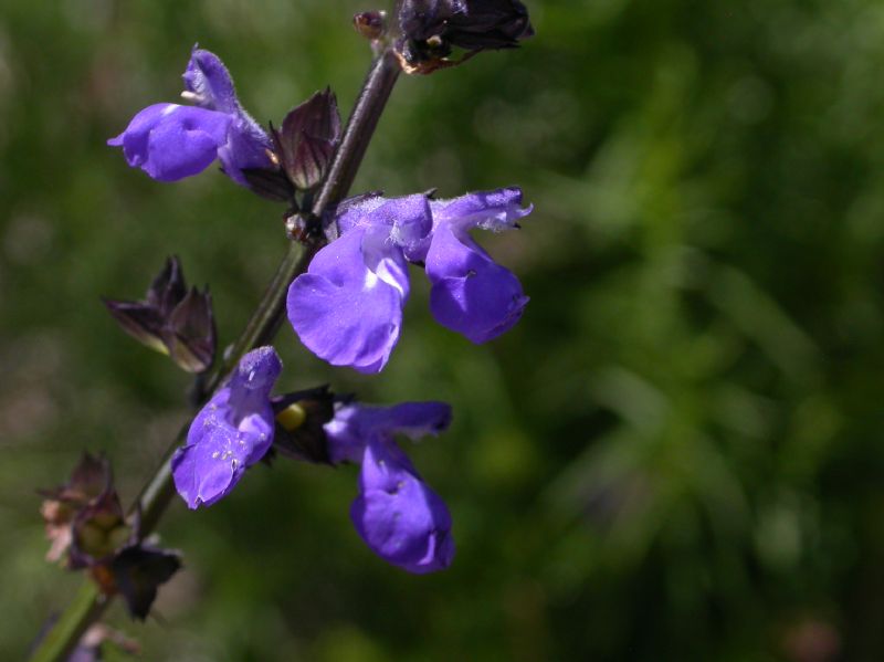 Lamiaceae Salvia arizonica