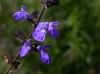 image of Salvia arizonica