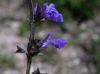 image of Salvia arizonica