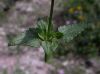 image of Salvia arizonica
