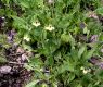image of Physalis 