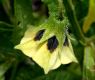 image of Physalis 