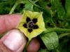 image of Physalis 