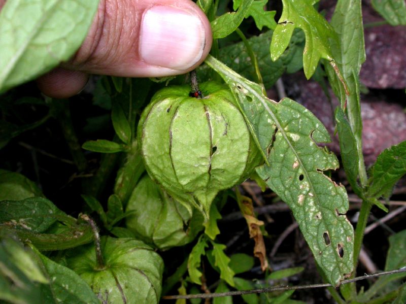 Solanaceae Physalis 
