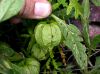 image of Physalis 