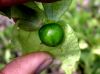 image of Physalis 