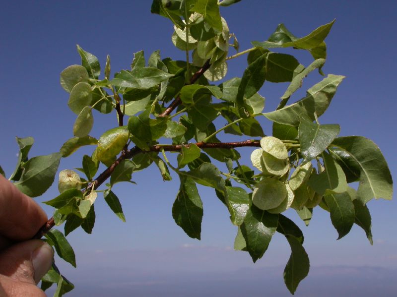 Rutaceae Ptelea trifoliata