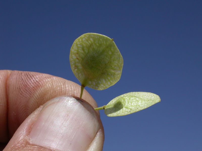 Rutaceae Ptelea trifoliata