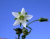 image of Arenaria saxosa