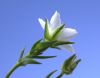 image of Arenaria saxosa