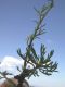 image of Ipomopsis macoumbii