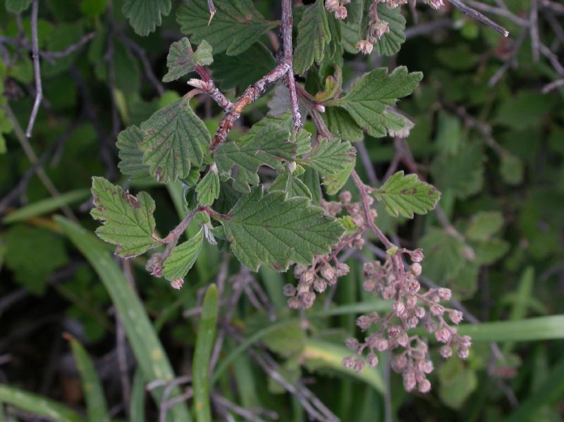 Rosaceae Holodiscus dumosus