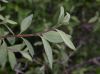 image of Philadelphus microphyllus