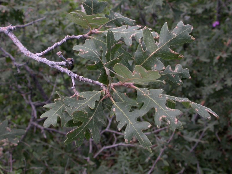 Fagaceae Quercus gambelii