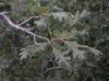 image of Quercus gambelii