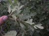 image of Quercus gambelii