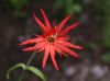 image of Silene laciniata