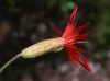 image of Silene laciniata
