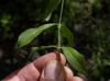 image of Silene laciniata