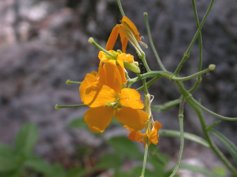 Brassicaceae Erysimum capitatum