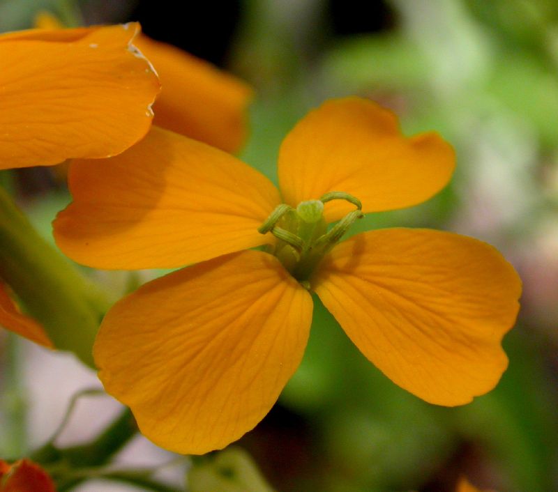Brassicaceae Erysimum capitatum