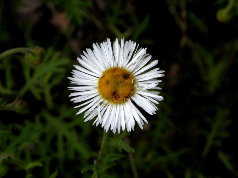 Asteraceae Erigeron oreophilus