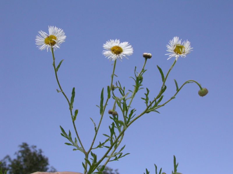 Asteraceae Erigeron oreophilus