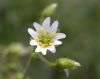 image of Cerastium nutans