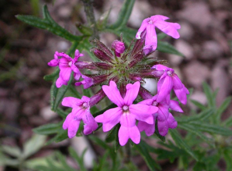 Verbenaceae Glandularia bipinnatifida