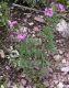 image of Glandularia bipinnatifida