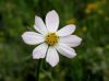 image of Cosmos parviflorus
