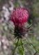 image of Cirsium rothrockii