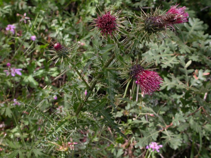 Asteraceae Cirsium rothrockii