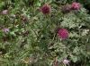 image of Cirsium rothrockii