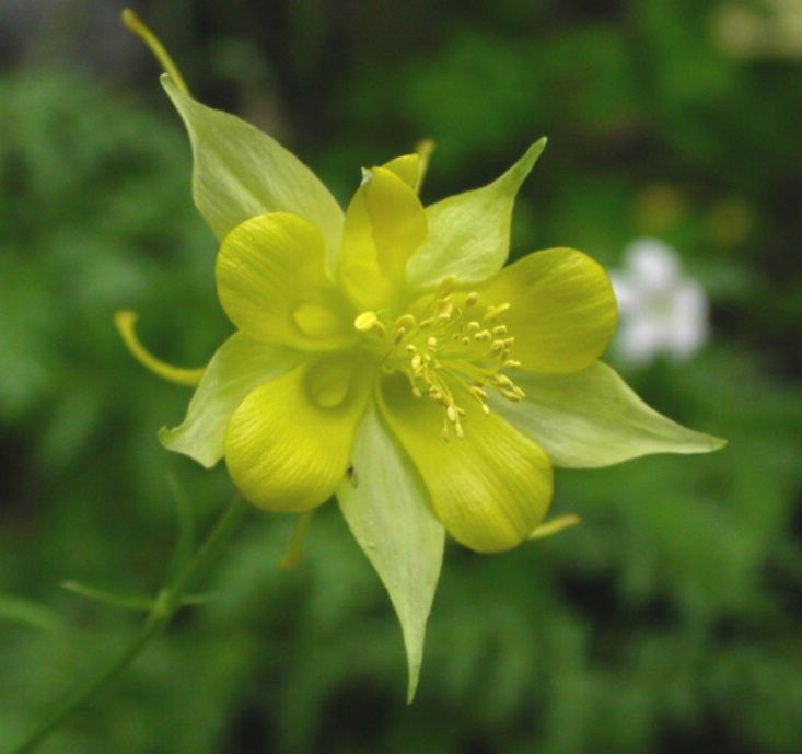 Ranunculaceae Aquilegia chrysantha