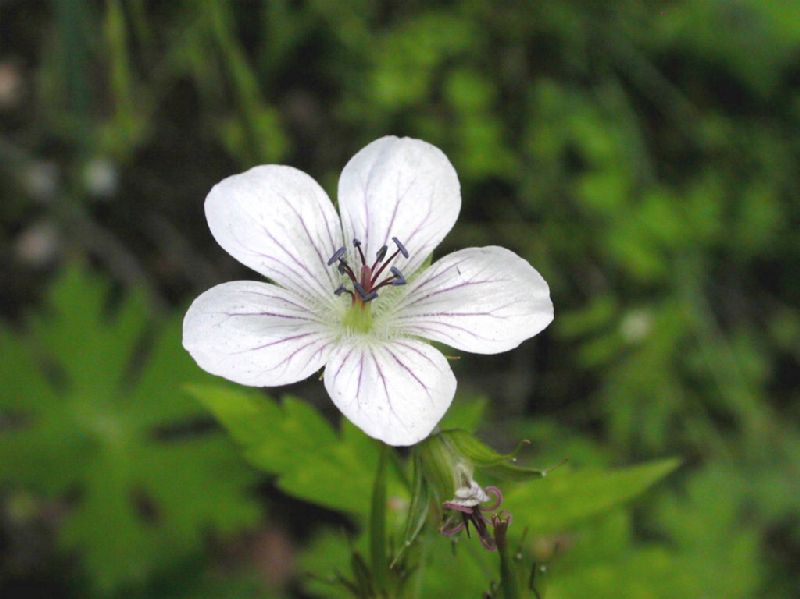 Geraniaceae Geranium richarsonii